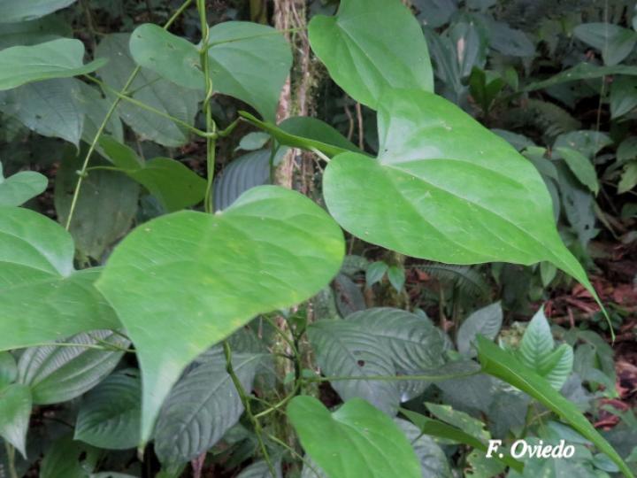 Odontocarya truncata