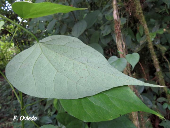Odontocarya truncata