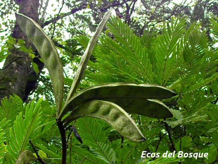 Pentaclethra macroloba (Gavilán o Quebracho)