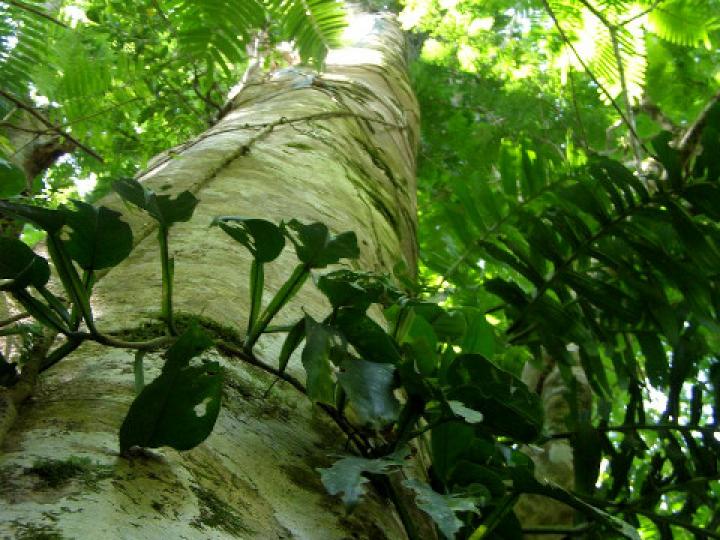 Pentaclethra macroloba (Gavilán o Quebracho)