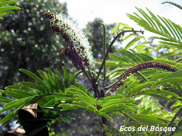 Pentaclethra macroloba (Gavilán o Quebracho)