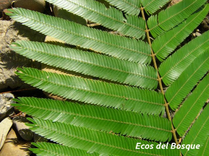 Pentaclethra macroloba (Gavilán o Quebracho)