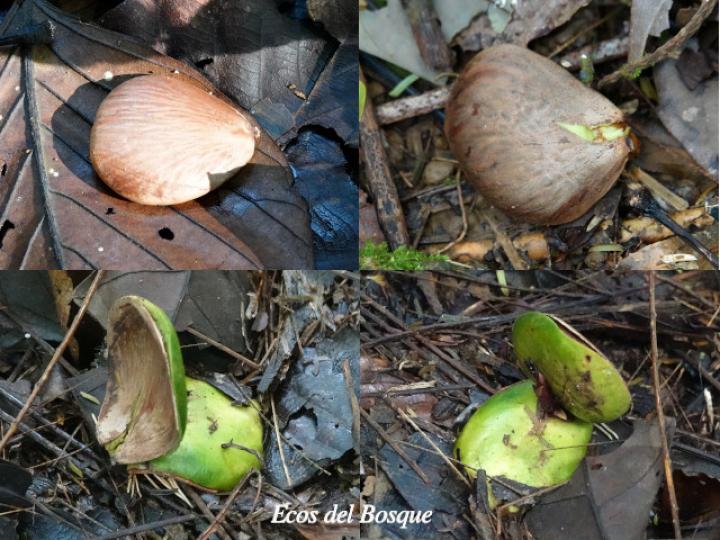 Pentaclethra macroloba (Gavilán o Quebracho)