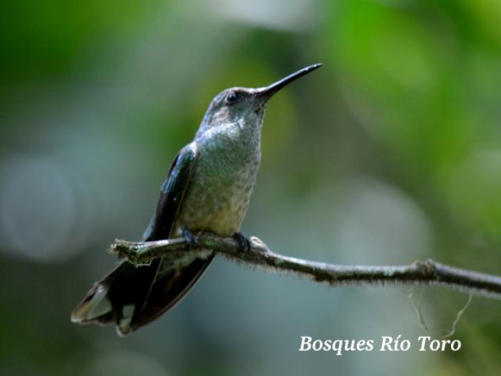 Phaeochroa cuvierii (Colibrí  pechiescamado)