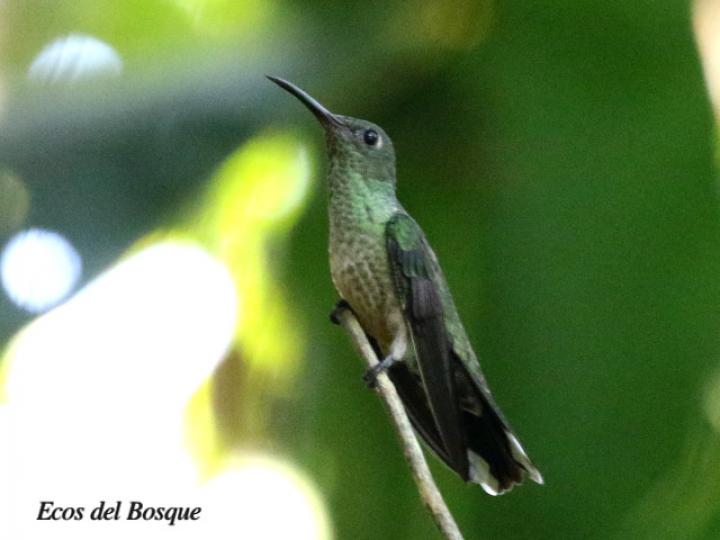 Phaeochroa cuvierii (Colibrí  pechiescamado)