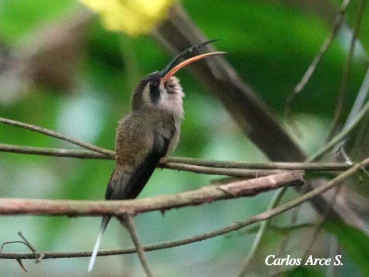 Phaethornis longirostris (Ermitaño colilargo)