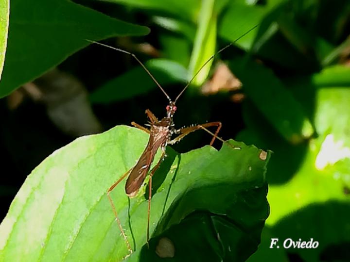 Ricolla simillima (Chinche asesina)