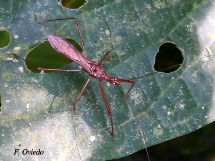 Ricolla simillima (Chinche asesina)