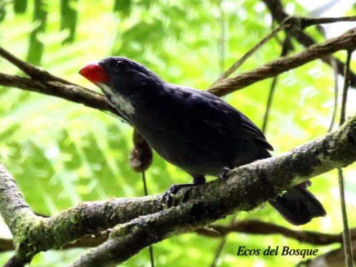 Saltator grossus (Pico grueso piquirrojo)