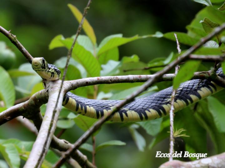 Spilotes pullatus (Mica, Zumbadora)