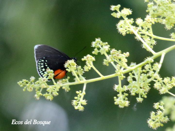 Spondias mombin (Jobo)