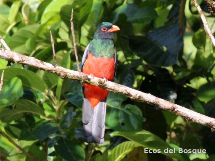 Trogon massena