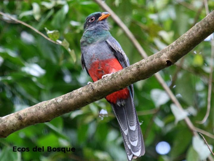 Trogon massena