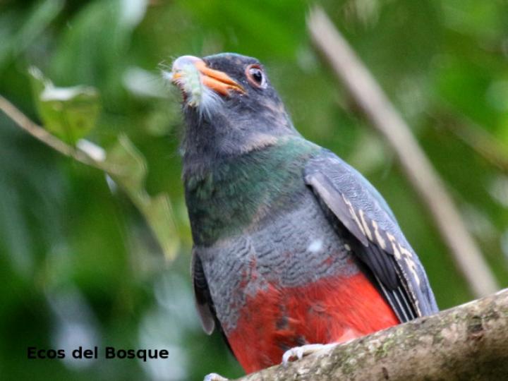 Trogon massena
