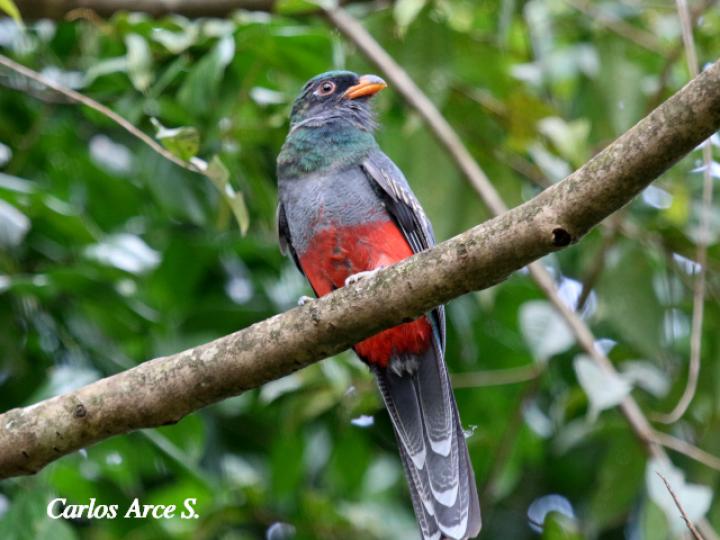 Trogon massena