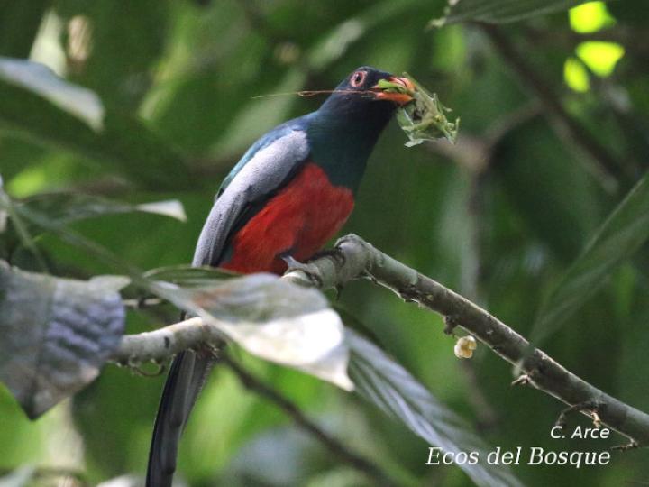 Trogon massena