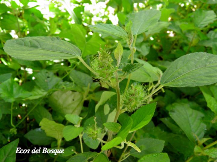 Acalypha arvensis (Gusanillo, Hierba meona)
