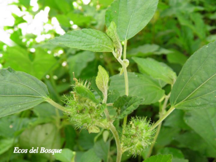 Acalypha arvensis (Gusanillo, Hierba meona)