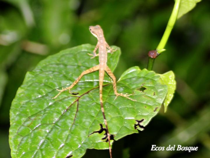 Anolis lemurinus (Anolis fantasma)