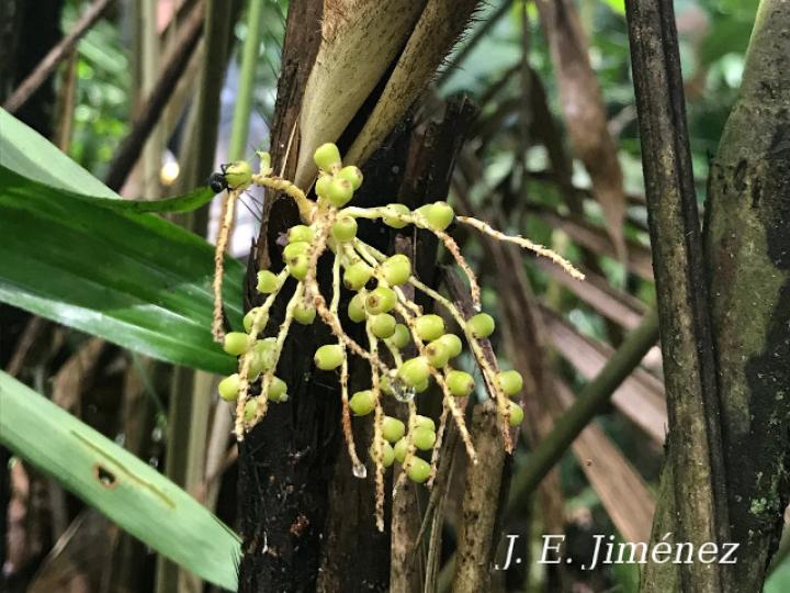 Bactris gracilior