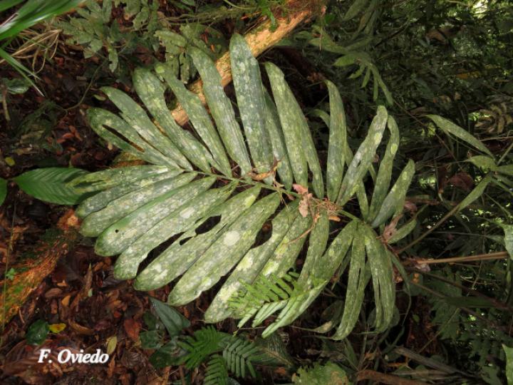 Bactris gracilior