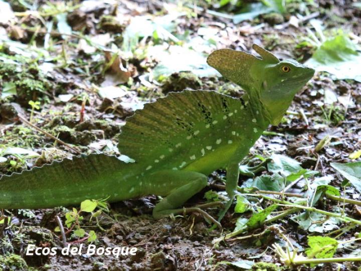 Basiliscus plumifrons (Basilisco esmeralda o verde)