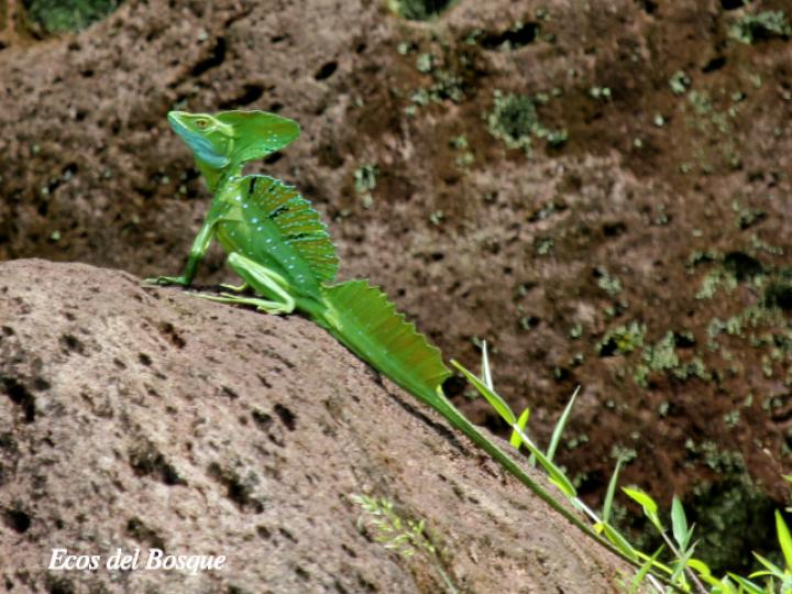 Basiliscus plumifrons (Basilisco esmeralda o verde)