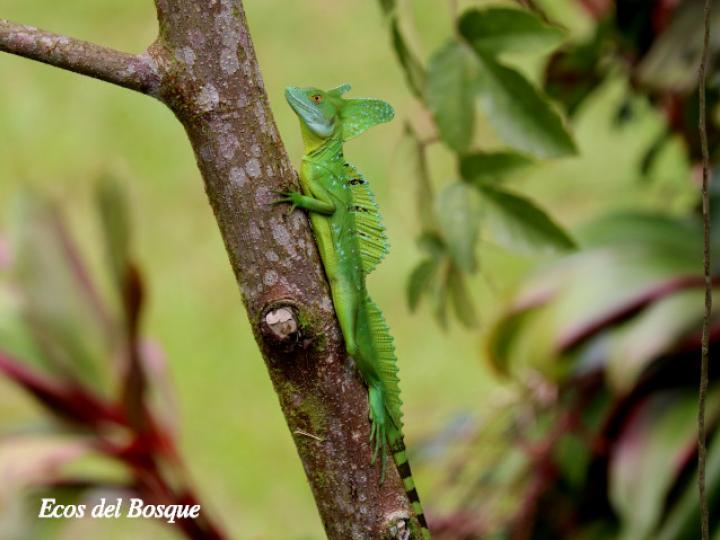 Basiliscus plumifrons (Basilisco esmeralda o verde)