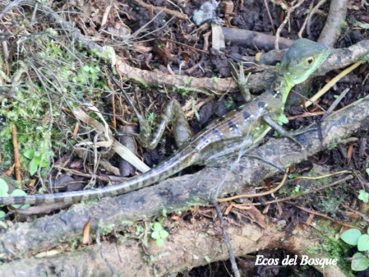 Basiliscus plumifrons (Basilisco esmeralda o verde)