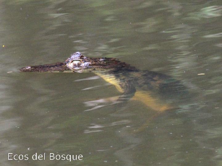 Caiman crocodilus (Guajipal, caimán)