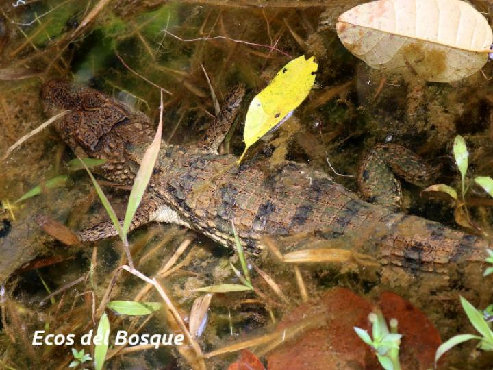 Caiman crocodilus (Guajipal, caimán)
