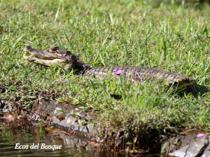 Caiman crocodilus (Guajipal, caimán)