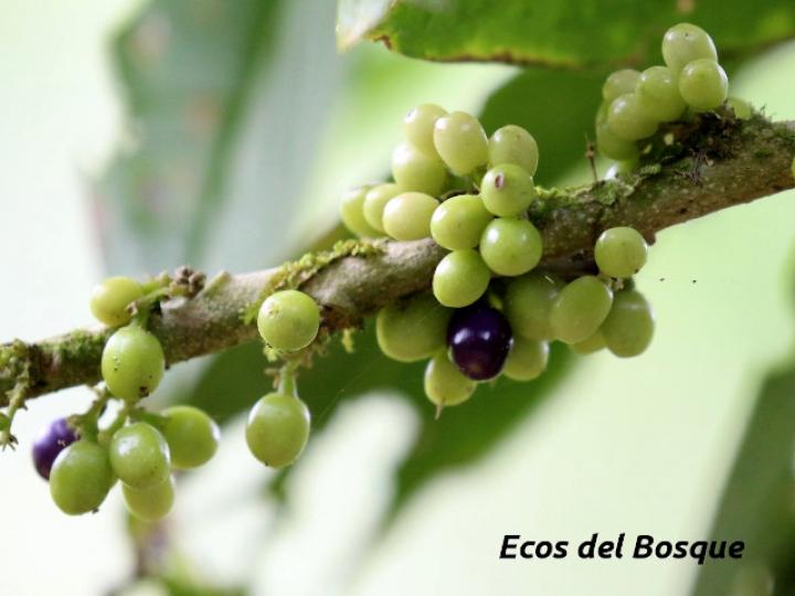 Cestrum schlechtendalii