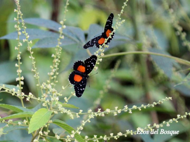 Chlosyne janais en Gouania hypoglauca