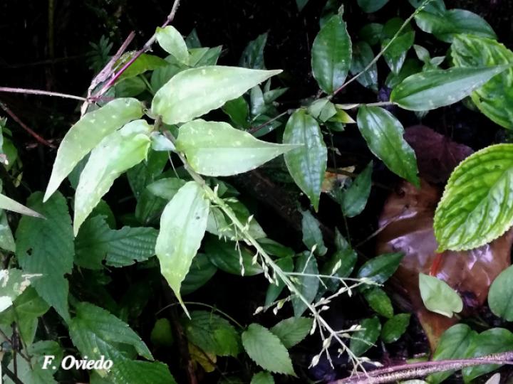 Ichnanthus nemorosus