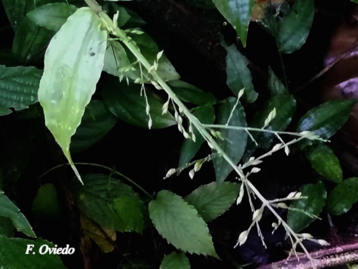 Ichnanthus nemorosus