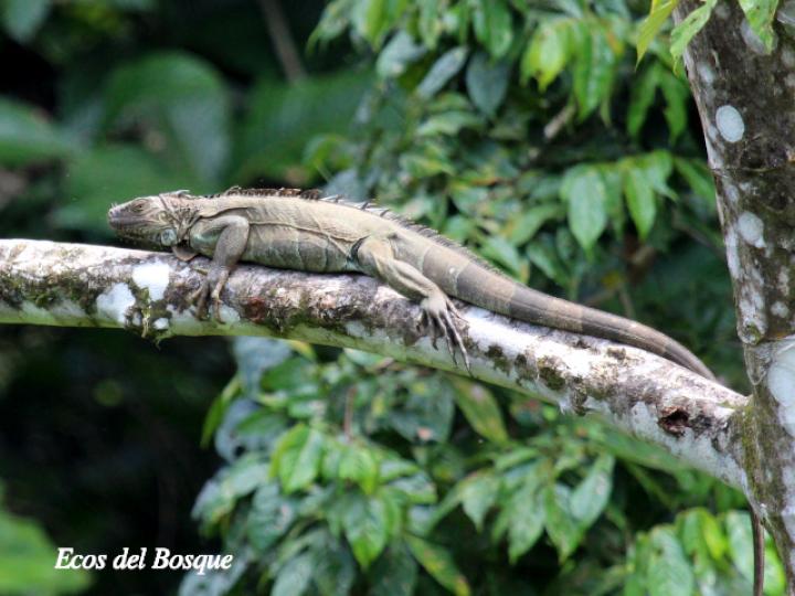 Iguana iguana (Iguana verde)