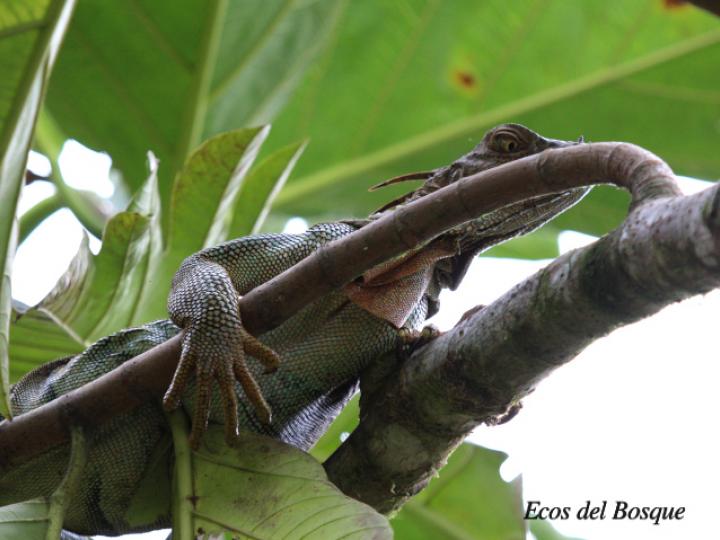 Iguana iguana (Iguana verde)