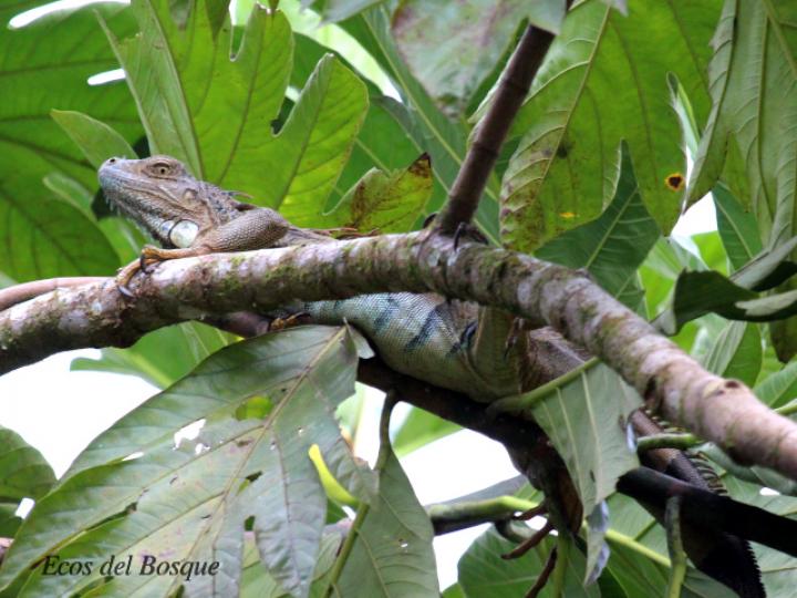 Iguana iguana (Iguana verde)