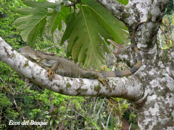 Iguana iguana (Iguana verde)