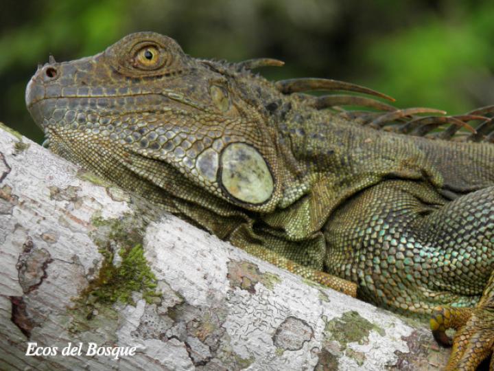 Iguana iguana (Iguana verde)
