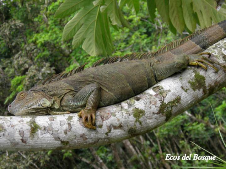 Iguana iguana (Iguana verde)