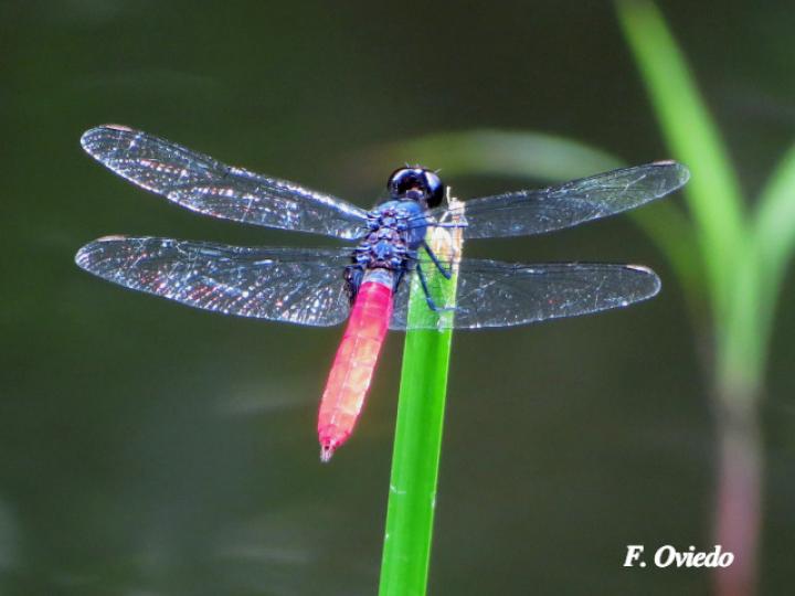 Libellula herculea ( Rayadora hercúlea)