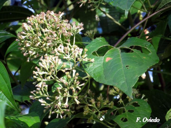Mikania guaco (Bejuco guaco)