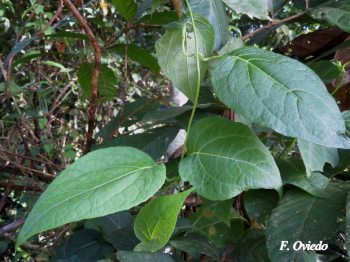 Mikania guaco (Bejuco guaco)