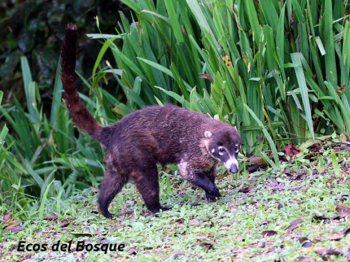 Nasua narica (Pizote)