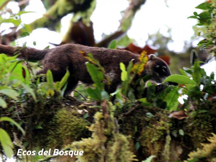 Nasua narica (Pizote)