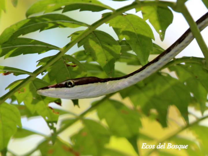 Oxybelis aeneus (Bejuquilla)