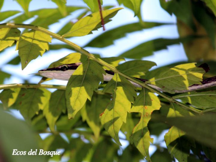 Oxybelis aeneus (Bejuquilla)