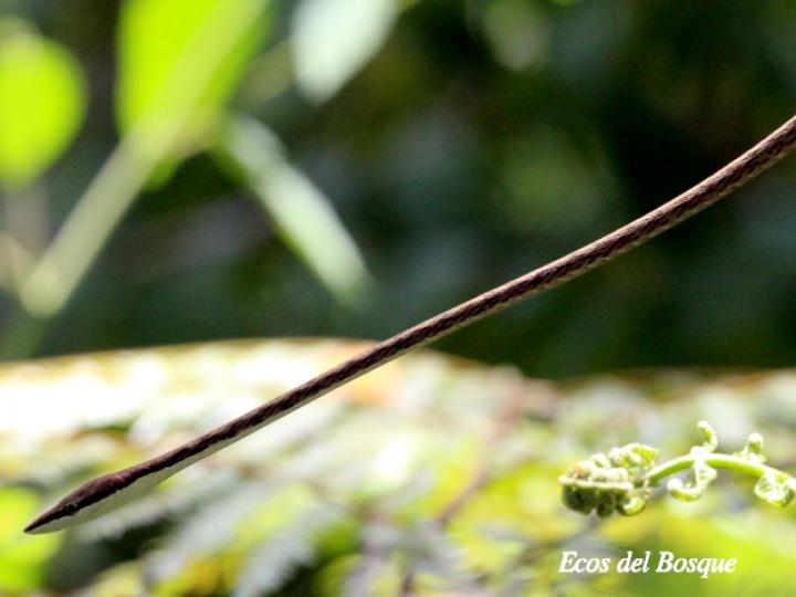 Oxybelis aeneus (Bejuquilla)